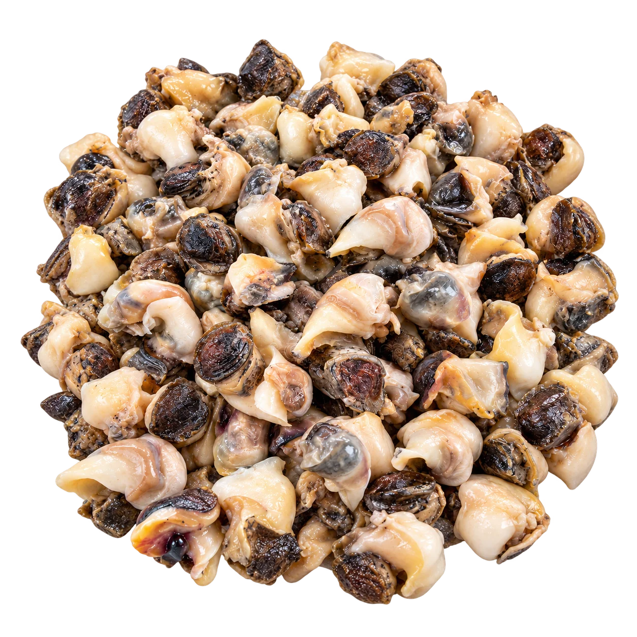 Chinese Sea Snail